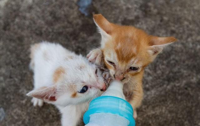 小猫不喝羊奶对吃的很感兴趣,幼猫不喝羊奶可以吃什么图3