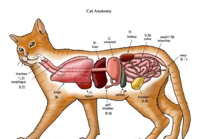 猫咪便秘最快的解决办法图1