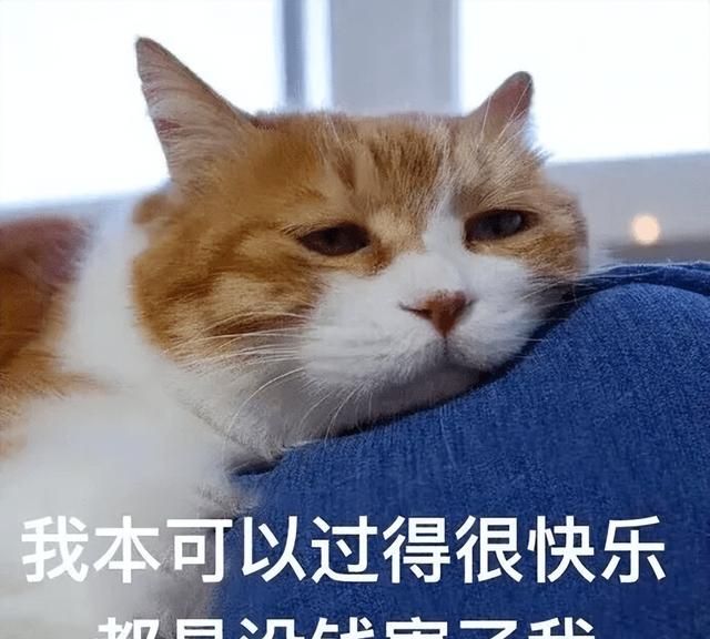 猫离世前会有什么信号,猫咪死前的症状都会有哪些图1