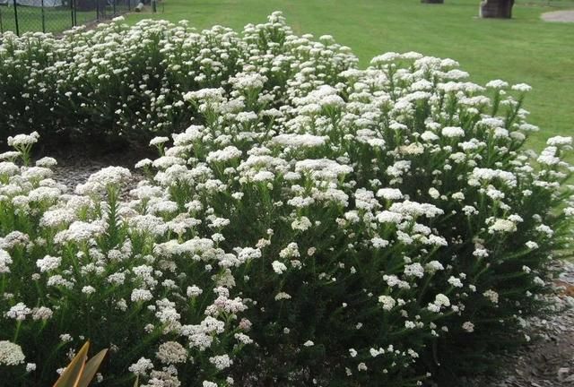 紫背竹芋科植物图片欣赏大全图14