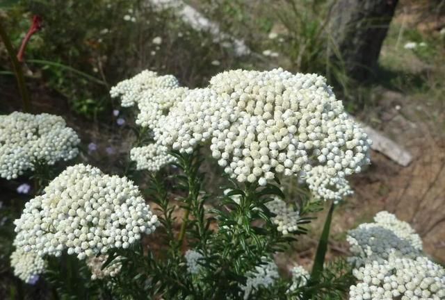 紫背竹芋科植物图片欣赏大全图15