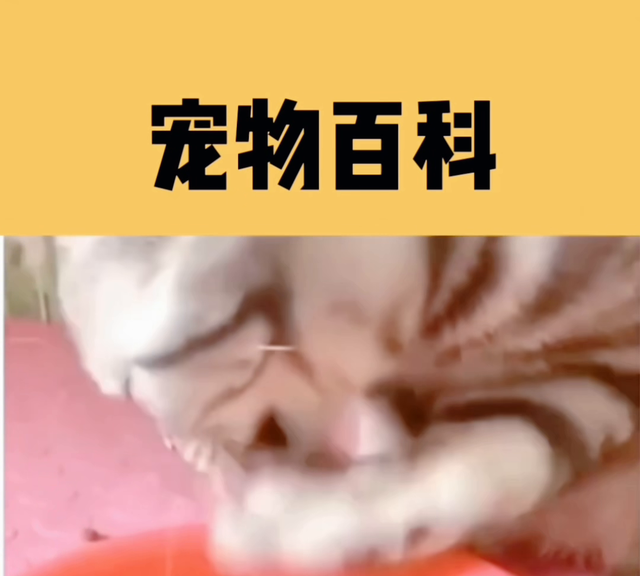 最适合新手养的猫排名(适合新手的猫英短)图2