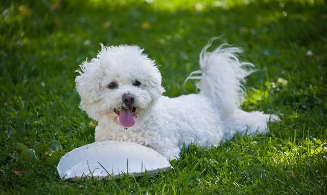 饲养比熊犬做好这七个点至关重要图6