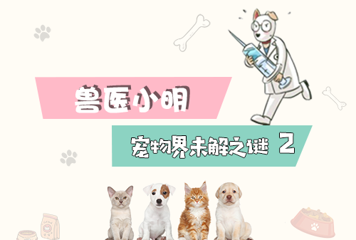 怀孕不能养猫会感染弓形虫吗,孕妇养猫如何避免感染弓形虫图1