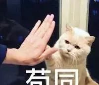 夏天该如何给猫咪降温,怎么给猫咪降温效果最好图14