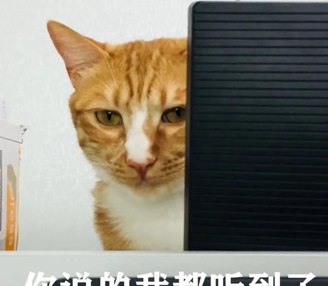 猫咪不小心偷吃了一点点巧克力(猫咪误吃了一口巧克力味的)图2