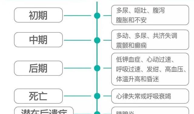 猫咪不小心偷吃了一点点巧克力(猫咪误吃了一口巧克力味的)图5