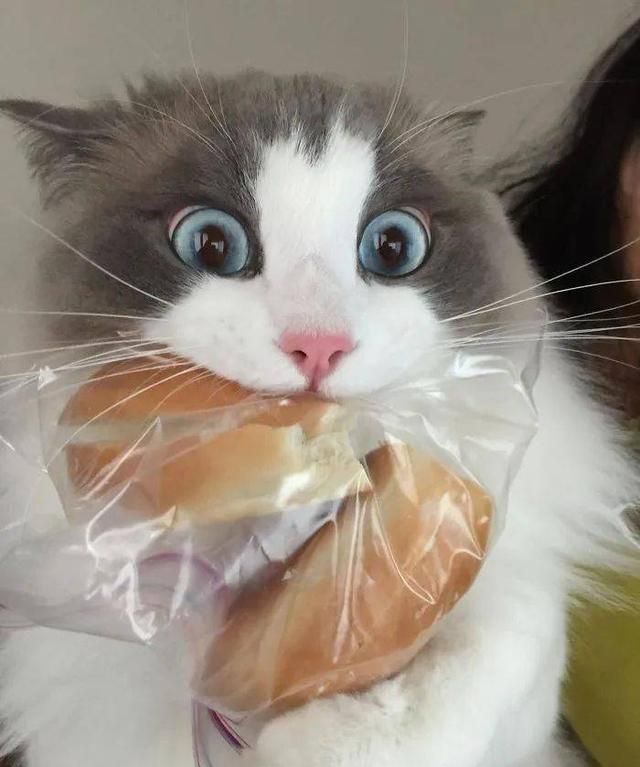 猫咪吃猫粮外还需要吃什么辅食图1