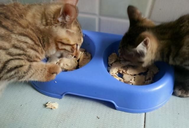 猫咪吃猫粮外还需要吃什么辅食图2