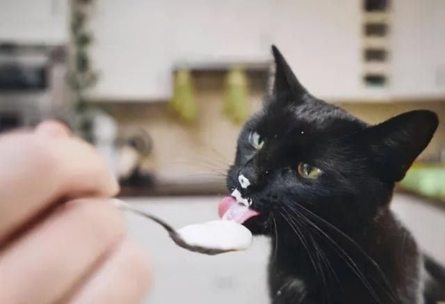 猫咪吃猫粮外还需要吃什么辅食图6