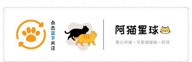 体型最大的猫有多重,4岁的猫宝宝身高有多高图1