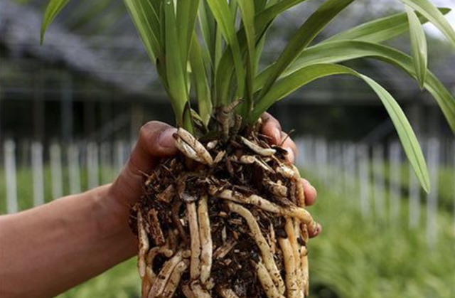 带香味的兰花怎么养(兰花一开始有香味后来就没有香味)图3