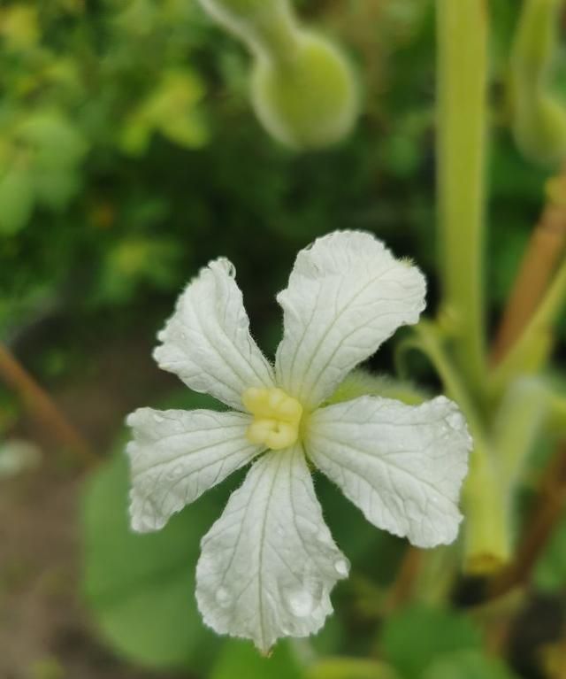 葫芦需不需要摘叶子?为什么呢图4