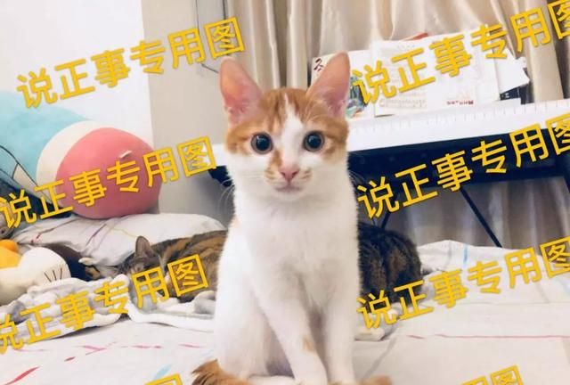 猫咪需要经常洗澡和保持干净吗图1