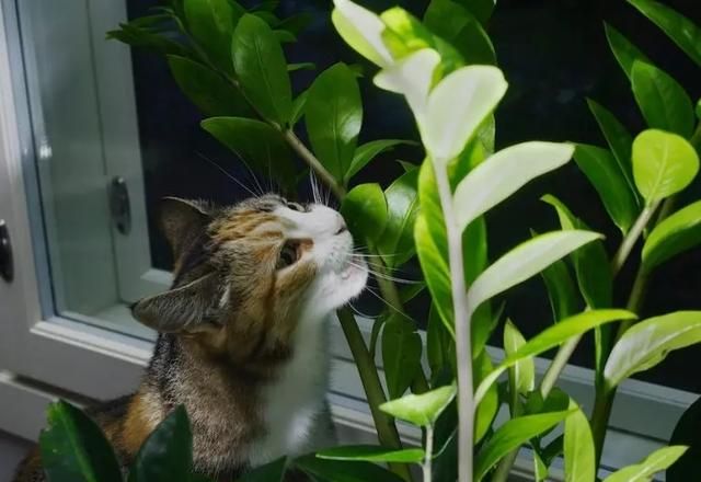 让猫远离室内植物的 7 种有效方法是什么图1