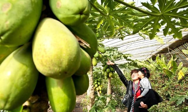 木瓜种子怎么种植几年挂果图8