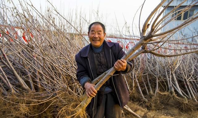 果树栽植什么方法最好,种植果树的正确方法和注意事项图1