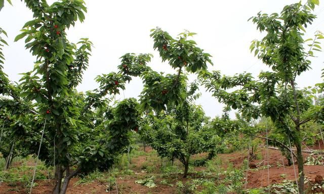 果树栽植什么方法最好,种植果树的正确方法和注意事项图6