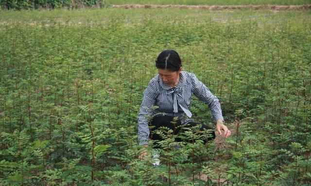 果树栽植什么方法最好,种植果树的正确方法和注意事项图7