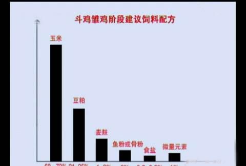 斗鸡的养殖技术图16