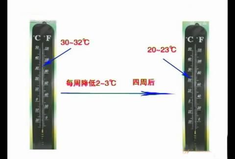 斗鸡的养殖技术图19