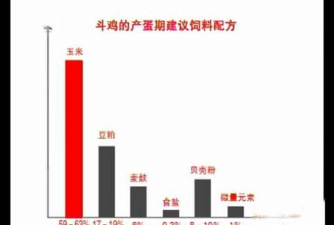 斗鸡的养殖技术图28