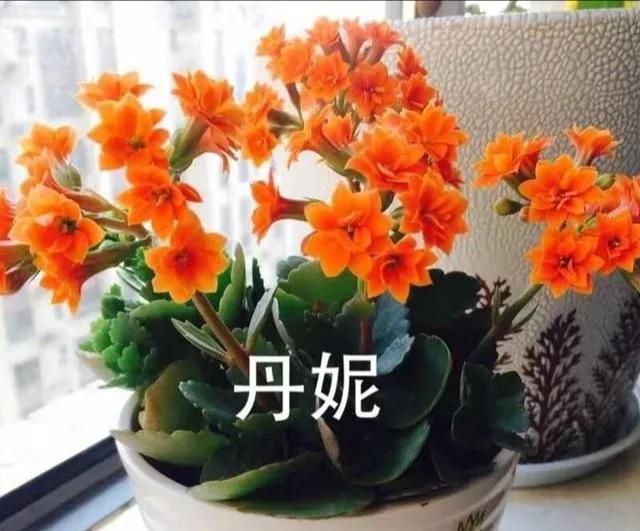 100个长寿花品种重瓣的比较好看图94