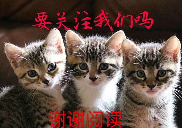 猫咪平时需要吃什么药,猫的营养及各年龄阶段的常见疾病图13