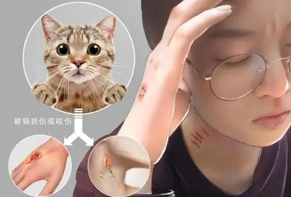 猫咪一直高烧不退怎么办图1