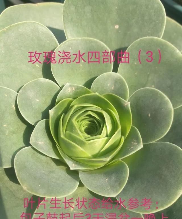 山地玫瑰的养护方法图11