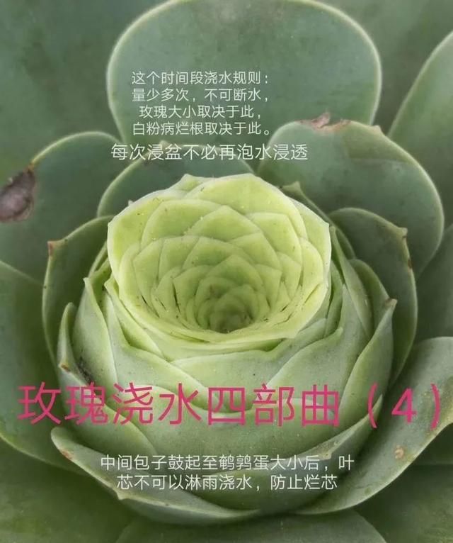 山地玫瑰的养护方法图13