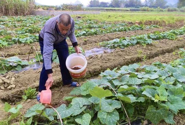 老家的南瓜（陕西方言朗诵）南瓜盖被儿、南瓜花饼子、健康食品图2