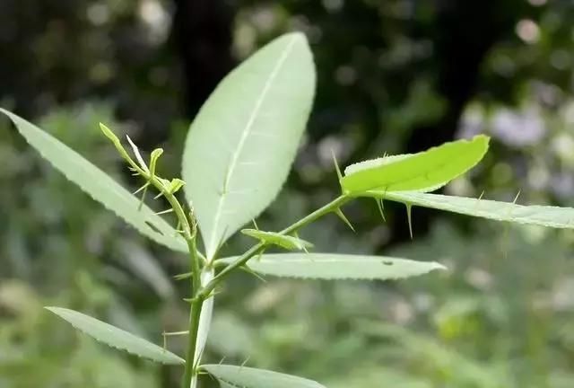 植物名字的由来故事图1