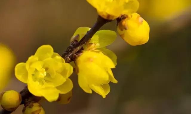 植物名字的由来故事图10