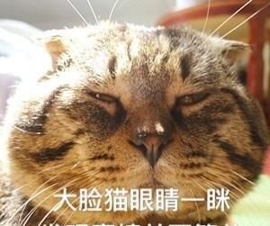 猫咪微量元素怎么补充,吃什么给猫咪补充营养提高免疫力图2