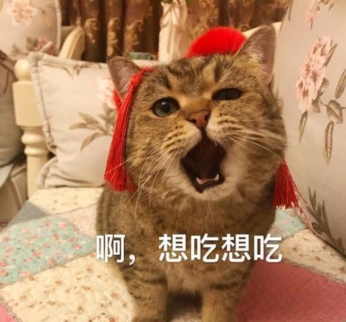 猫咪微量元素怎么补充,吃什么给猫咪补充营养提高免疫力图5