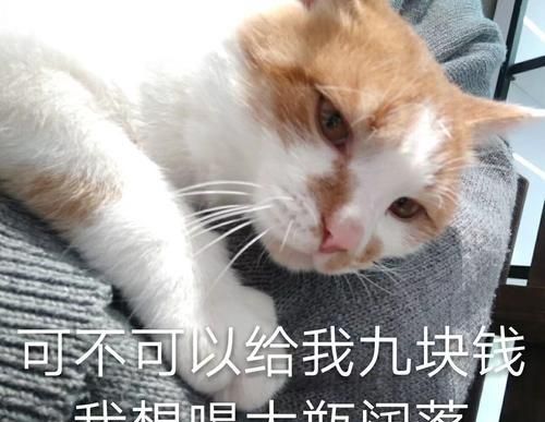 猫咪微量元素怎么补充,吃什么给猫咪补充营养提高免疫力图16