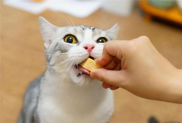 最适合猫咪吃的食物图1