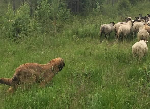 有一种大可爱叫伯瑞犬吗(比较呆萌的犬)图8