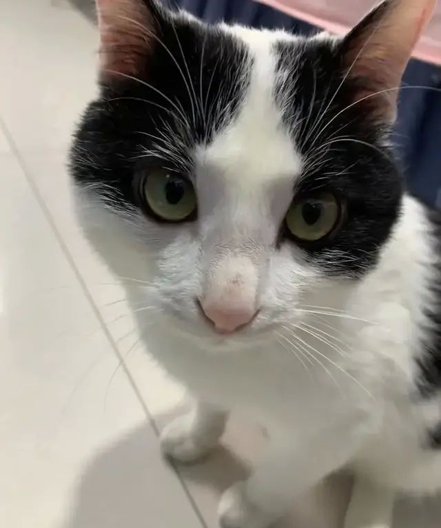 猫驱虫一般多久可以驱干净图1