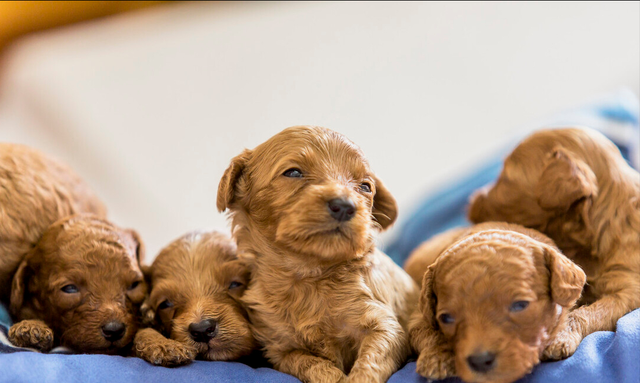 如何挑选一只好的泰迪幼犬图9