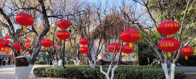 好景山东|红红火火！济南趵突泉大红灯笼高高挂，节日氛围感满满图1