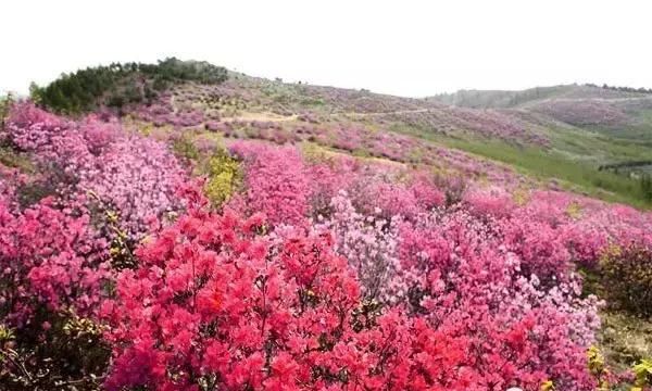 林海雪原之歌茫茫林海,牙克石驰骋林海雪原图11