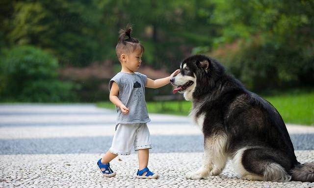 让狗狗陪伴孩子成长好不好(养一条狗狗陪伴孩子需要注意什么)图1