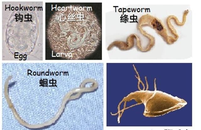 6种常见猫咪寄生虫图鉴与家庭防治方法图24