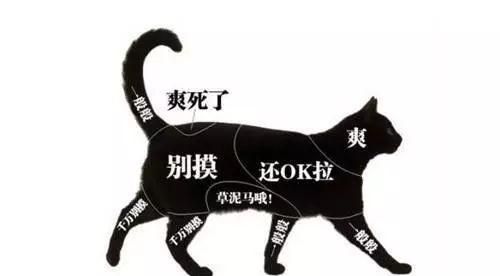 猫咪咬人怎么办?别轻视,这个应对方法最有效图8