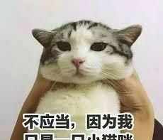 猫咪咬人怎么办?别轻视,这个应对方法最有效图16