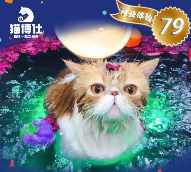 给猫咪做spa的好处有哪些?又有哪些疗程呢图1