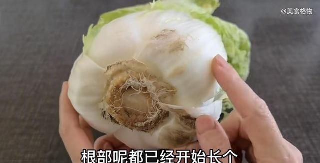 如何避免买到激素白菜(怎样分辨白菜是真的还是假的)图1