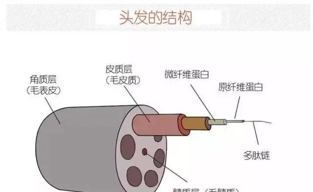 头发又细又软自然卷怎么护理图2